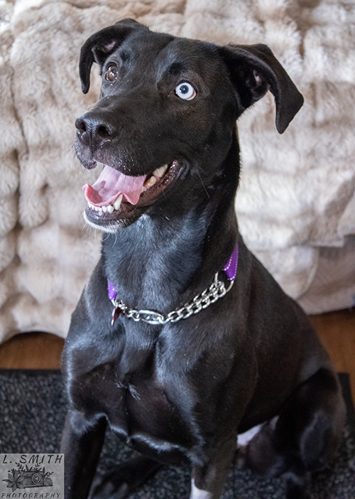 featured pet of the month image: Byndi
