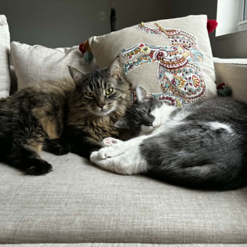 Abby - February 2026 Volunteer of the Month